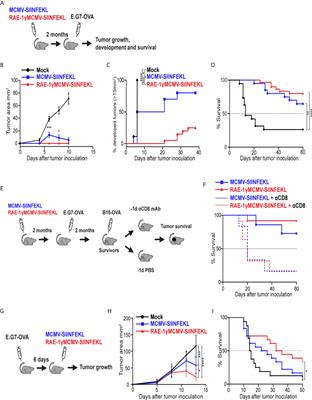 Memory CD8 T Cells Generated by Cytomegalovirus Vaccine Vector Expressing NKG2D Ligand Have Effector-Like Phenotype and Distinct Functional Features